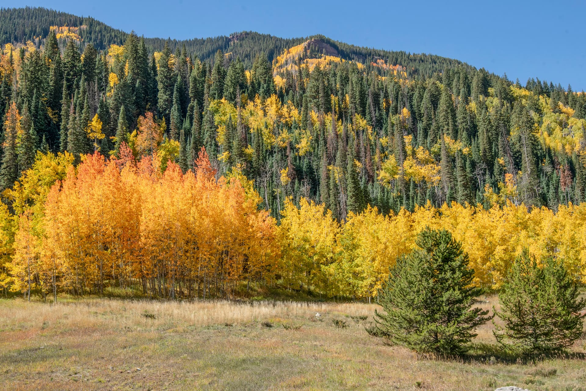 Meadow and aspen grove below the mountain ridge