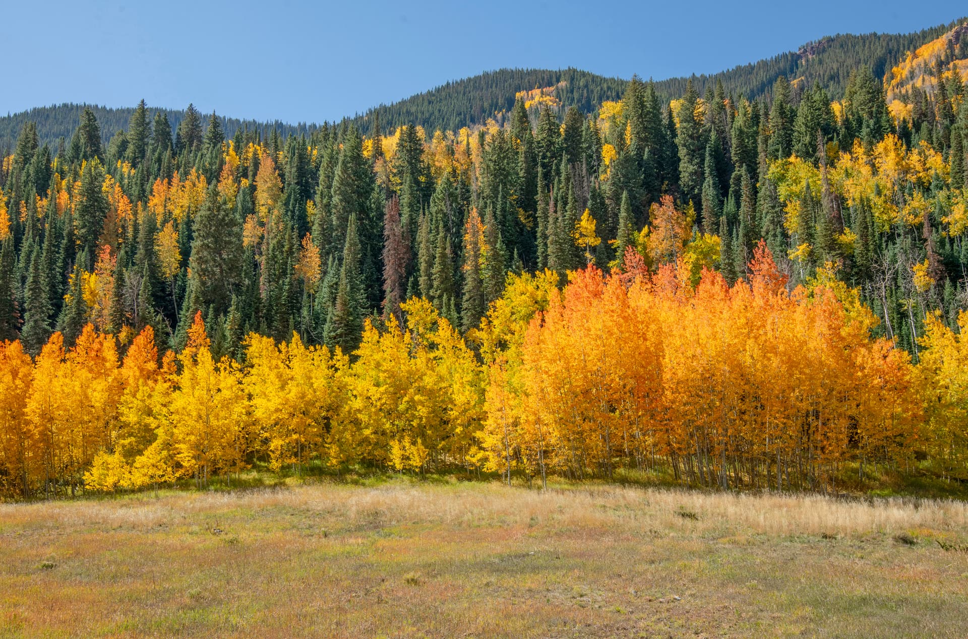Meadow framed by pines and autumn aspens